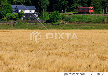 An orange diesel railcar on the Etsumi-Hoku Line running alongside the wheat fields of Ushigahara 125810128