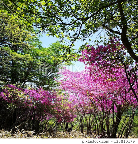 Utsukushimoriyama Mountain Climbing Early Summer 125810179
