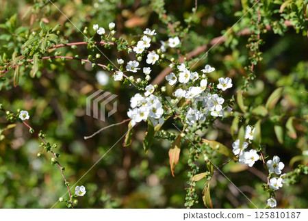 White flower White flower 125810187