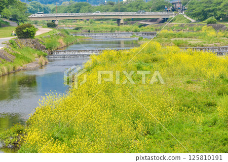 Scenery of Kamo River with rape blossoms blooming in Kyoto City 125810191