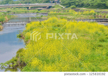 京都市鴨川油菜花盛開的風景 125810192