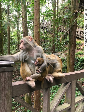 Monkeys breastfeeding and grooming 125810198
