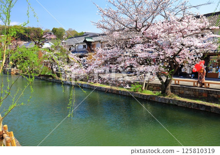 【岡山縣】櫻花盛開的倉敷美觀地區 【岡山縣】櫻花盛開的倉敷美觀地區 125810319