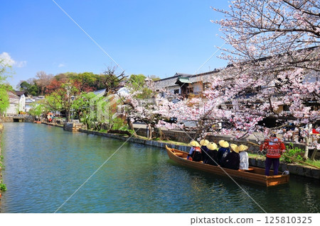 [Okayama Prefecture] Cherry blossoms in full bloom in Kurashiki Bikan Historical Quarter (Boat Nagashi) 125810325