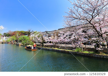 [Okayama Prefecture] Cherry blossoms in full bloom in Kurashiki Bikan Historical Quarter (Boat Nagashi) 125810329