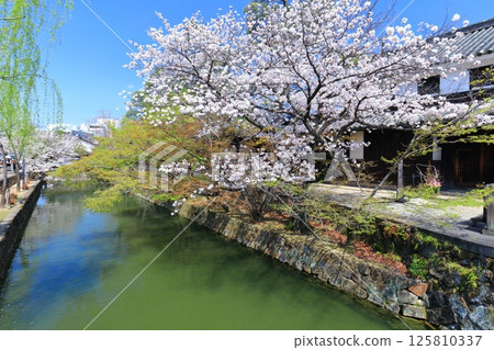 [Okayama Prefecture] Cherry blossoms in full bloom in Kurashiki Bikan Historical Quarter (Shiratori area) 125810337
