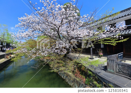 [岡山縣]倉敷美觀地區（白鳥地區）櫻花盛開 125810341