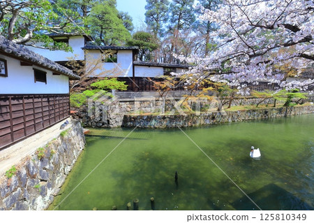 [Okayama Prefecture] Cherry blossoms in full bloom in Kurashiki Bikan Historical Quarter (Shiratori area) 125810349