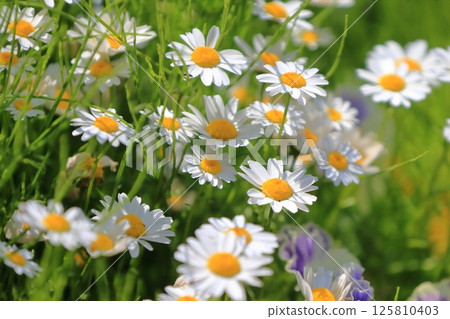 春天的白花 春天的白花 125810403