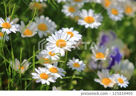 Spring white flowers Spring white flowers 125810405