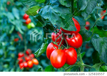 Cluster of ripe red plum tomatoes in green foliage 125810557