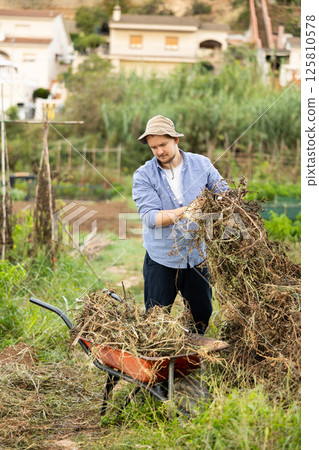 Male gardener places dry tops in wheelbarrow for disposal 125810578
