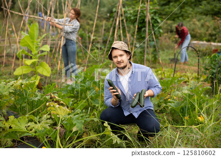 Middle-aged man is working in garden between beds, picking ripe zucchini Middle-aged man is working in garden between beds, picking ripe zucchini 125810602
