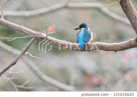 The back of a kingfisher perched on a branch The back of a kingfisher perched on a branch 125810820