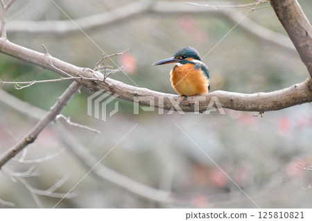 Kingfisher perching on a branch Kingfisher perching on a branch 125810821