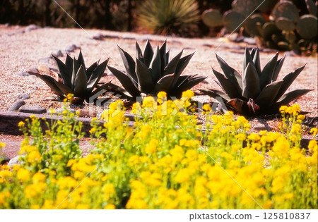 多汁植物 多汁植物 125810837