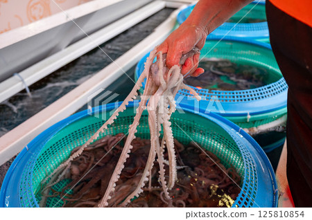 Korean seafood ingredient. Live octopus. 125810854