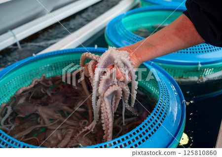 Korean seafood ingredient. Live octopus. 125810860