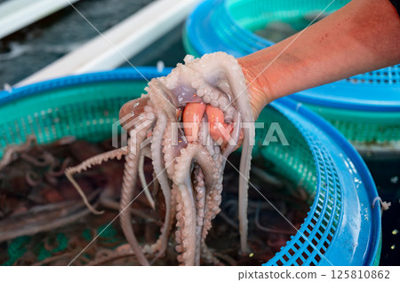 Korean seafood ingredient. Live octopus. 125810862