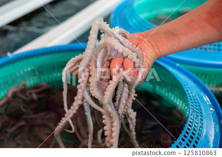 Korean seafood ingredient. Live octopus. 125810863