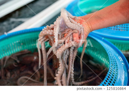 Korean seafood ingredient. Live octopus. 125810864