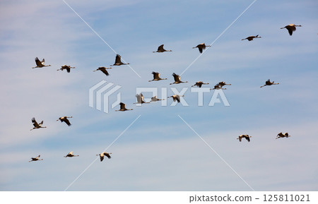 Flock of cranes flying Flock of cranes flying 125811021