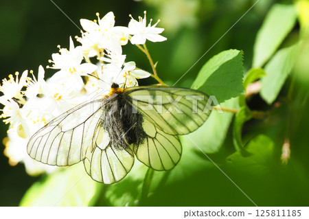 Parnassius glacialis perching on a flower of a bridal wreath Parnassius glacialis perching on a flower of a bridal wreath 125811185