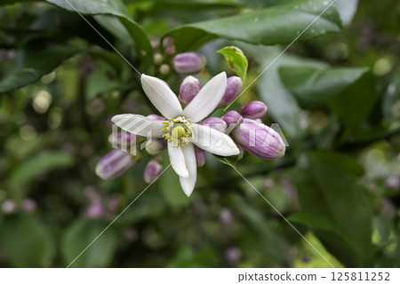 檸檬花 1 125811252