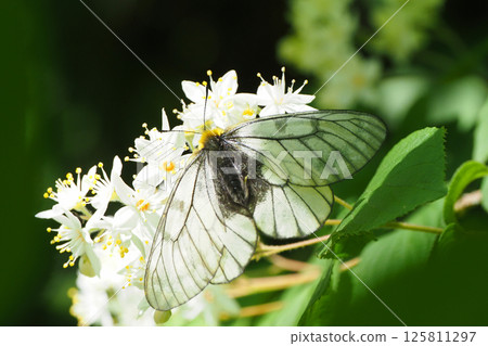 Parnassius glacialis 棲息在新娘花圈的花上 Parnassius glacialis 棲息在新娘花圈的花上 125811297
