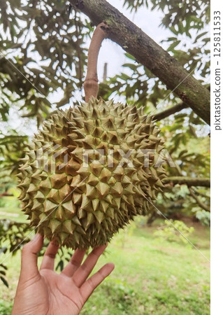 Close up of durians hanging  125811533