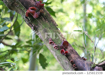 Chrysanthemum 125811539