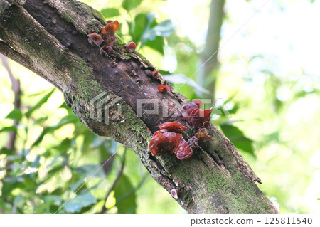 Chrysanthemum 125811540