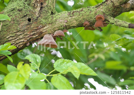 Chrysanthemum 125811542