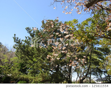 Yae cherry blossoms are late blooming cherry blossoms Yae cherry blossoms are late blooming cherry blossoms 125811554
