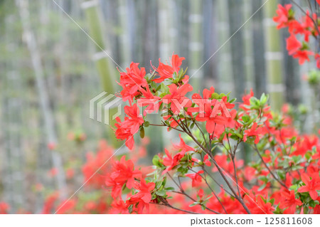 霧島杜鵑花 125811608