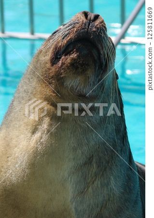 A close-up portrait of a majestic South American sea lion 125811669