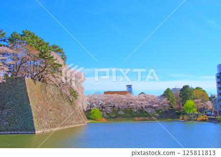 Scenery of the moat and cherry blossoms of Nagoya Castle, Nagoya City, Aichi Prefecture Scenery of the moat and cherry blossoms of Nagoya Castle, Nagoya City, Aichi Prefecture 125811813