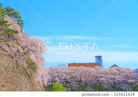 Scenery of the moat and cherry blossoms of Nagoya Castle, Nagoya City, Aichi Prefecture Scenery of the moat and cherry blossoms of Nagoya Castle, Nagoya City, Aichi Prefecture 125811814