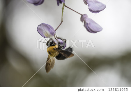 木蜂聚集在盛開的紫藤上 木蜂聚集在盛開的紫藤上 125811955
