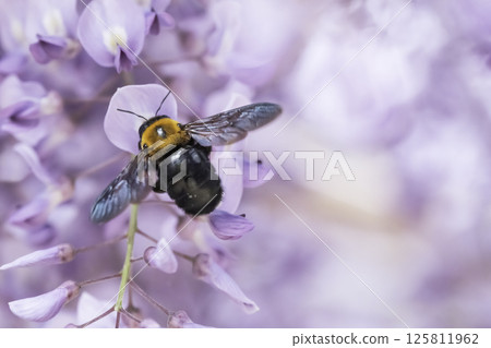 Carpenter bees gathering on wisteria in full bloom Carpenter bees gathering on wisteria in full bloom 125811962