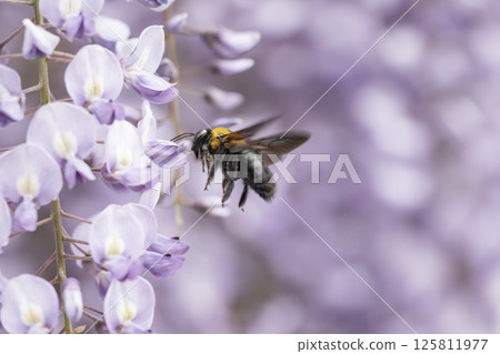 木蜂聚集在盛開的紫藤上 木蜂聚集在盛開的紫藤上 125811977