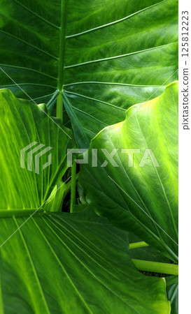 Bright leaf of tropical plant. Sun day 125812223