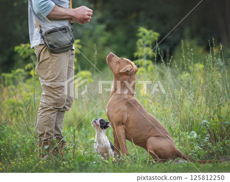 Charming dog, pretty little puppy and attractive man 125812250