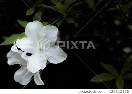 Azalea flowers in full bloom under the spring sunshine 125812336