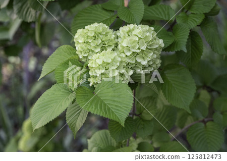 A gentle flower for the eyes 125812473
