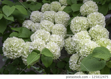 Eye-friendly Japanese snowbell 11 Eye-friendly Japanese snowbell 11 125812475