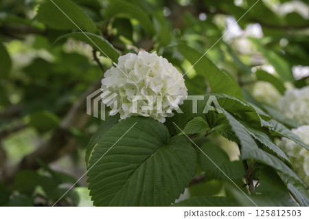 Eye-friendly Japanese snowbell 39 Eye-friendly Japanese snowbell 39 125812503