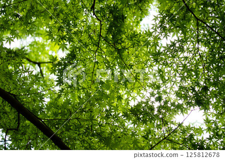 Fresh green maples, refreshing new greenery Fresh green maples, refreshing new greenery 125812678