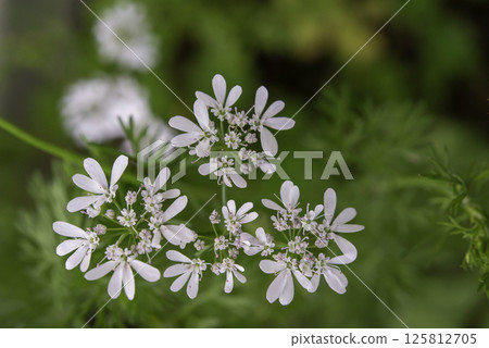 香菜花 2 香菜花 2 125812705