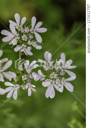Cilantro flower 4 Cilantro flower 4 125812707